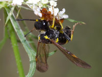 Tenthredo amoena, female with prey  9538
