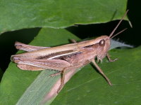 Chorthippus albomarginatus, female  9776