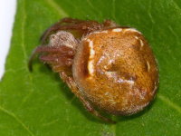 Araneus sturmi/triguttatus, female  9786