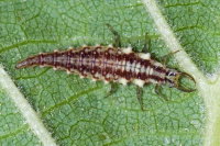 Chrysoperla sp., larva  9815