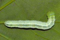 Ptilophora plumigera, caterpillar  9964