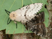 Lymantria dispar, Weibchen und Männchen  10080