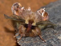 Ptilophora plumigera, with deformed wings  10352