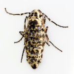Erannis defoliaria, female  10354