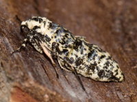 Erannis defoliaria, female  10359