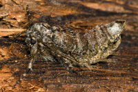 Apocheima hispidaria, female  10377