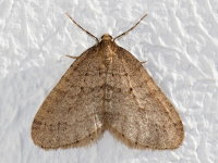 Operophtera brumata, male  10778