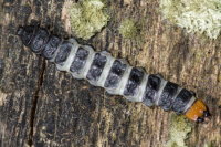 Lygistopterus sanguineus, larva  10913