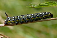 Hyles euphorbiae, caterpillar  11186