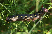 Hyles gallii, caterpillar  11187