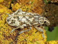 Cyphocleonus dealbatus