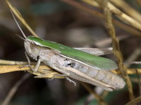 Chorthippus albomarginatus, female  11223