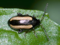 Phyllotreta nemorum Phyllotreta nemorum